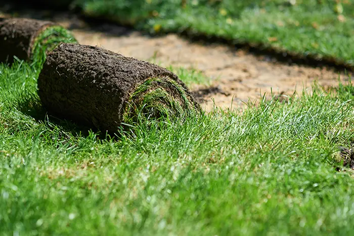 How long after installing sod can you walk on it in Billings, MT